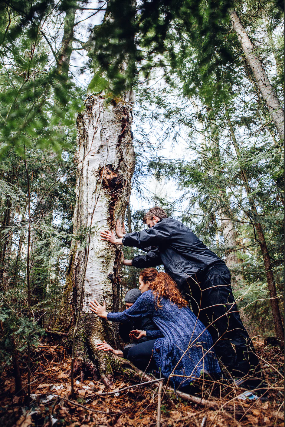 Wild Harvested Chaga Mushroom Rootbeer Elixir - Image 3