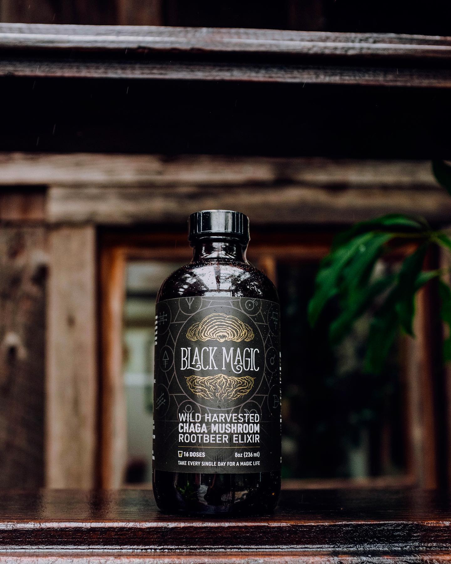 Wild Harvested Chaga Mushroom Rootbeer Elixir - Image 9