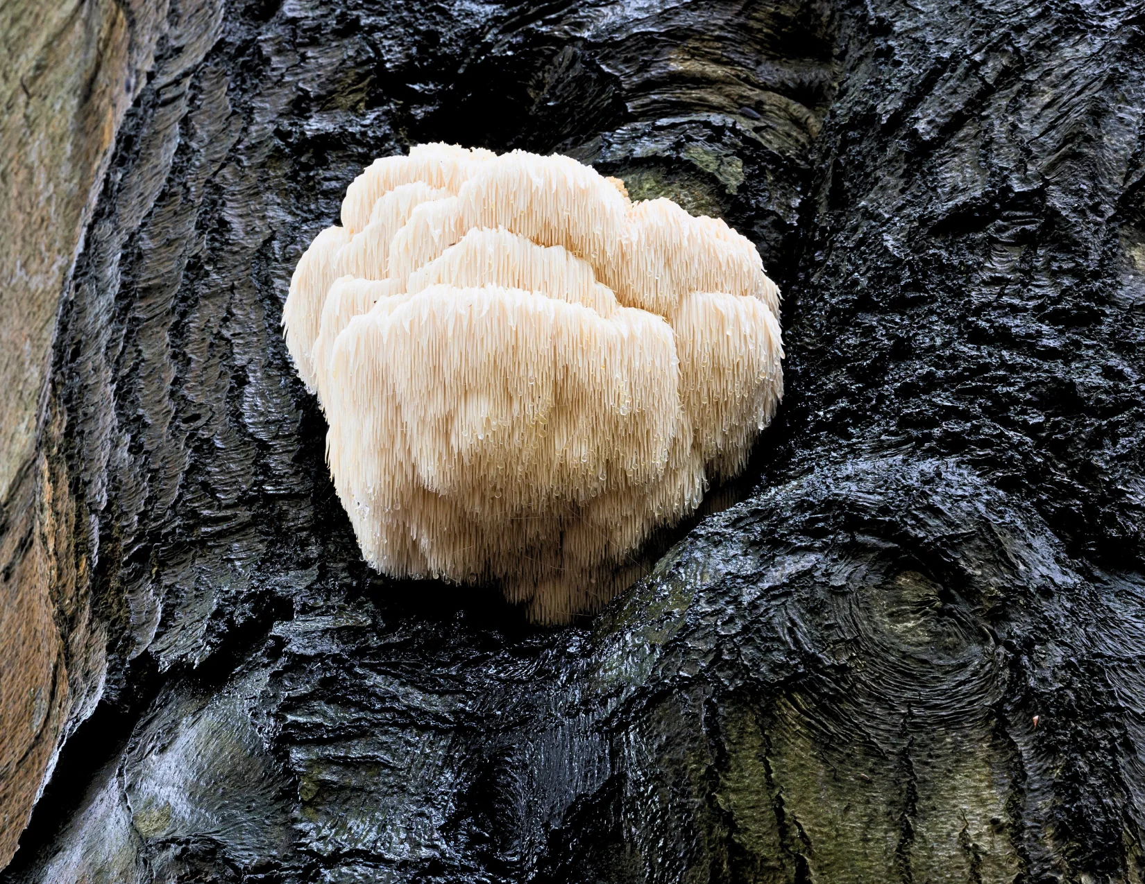 Cosmic Creamer: Lion's Mane Mushroom - Madagascar Vanilla - Image 3