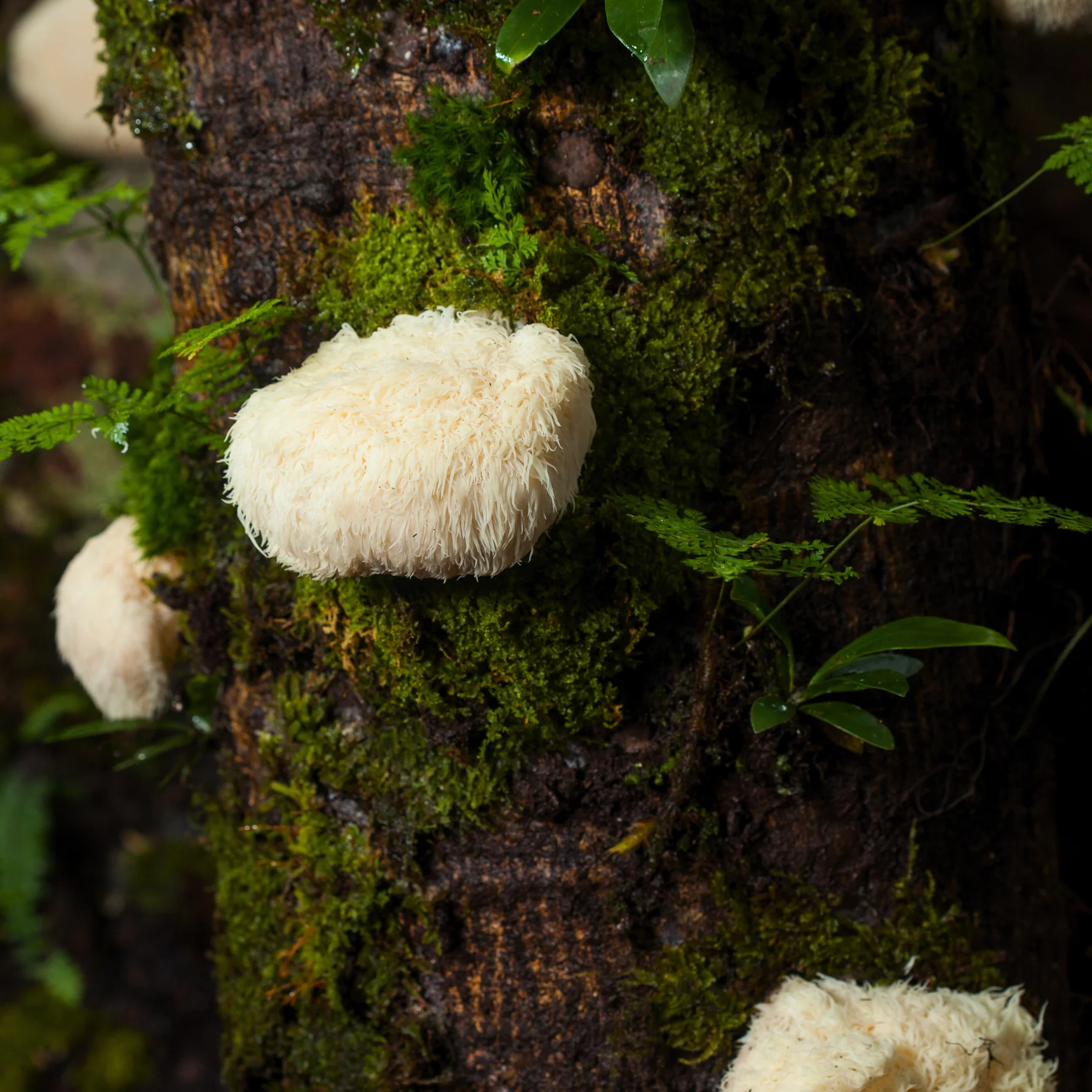 Lion's Mane Mushroom Powder | 100% Certified Organic, Tree-Grown, Fruiting Body Extract - Image 6