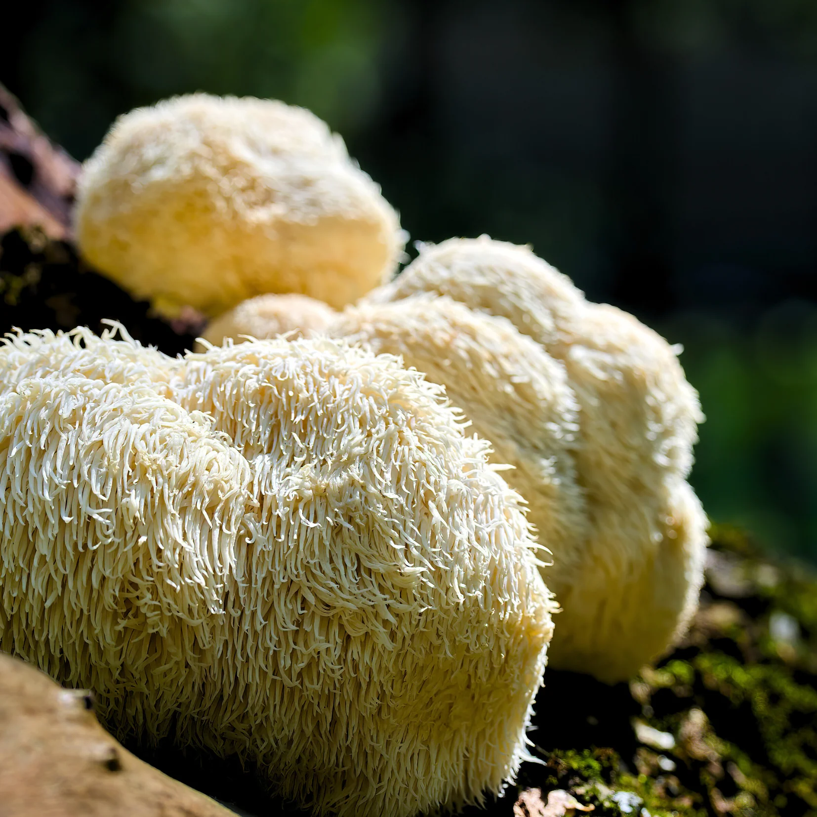 Lion's Mane Mushroom Powder | 100% Certified Organic, Tree-Grown, Fruiting Body Extract - Image 7