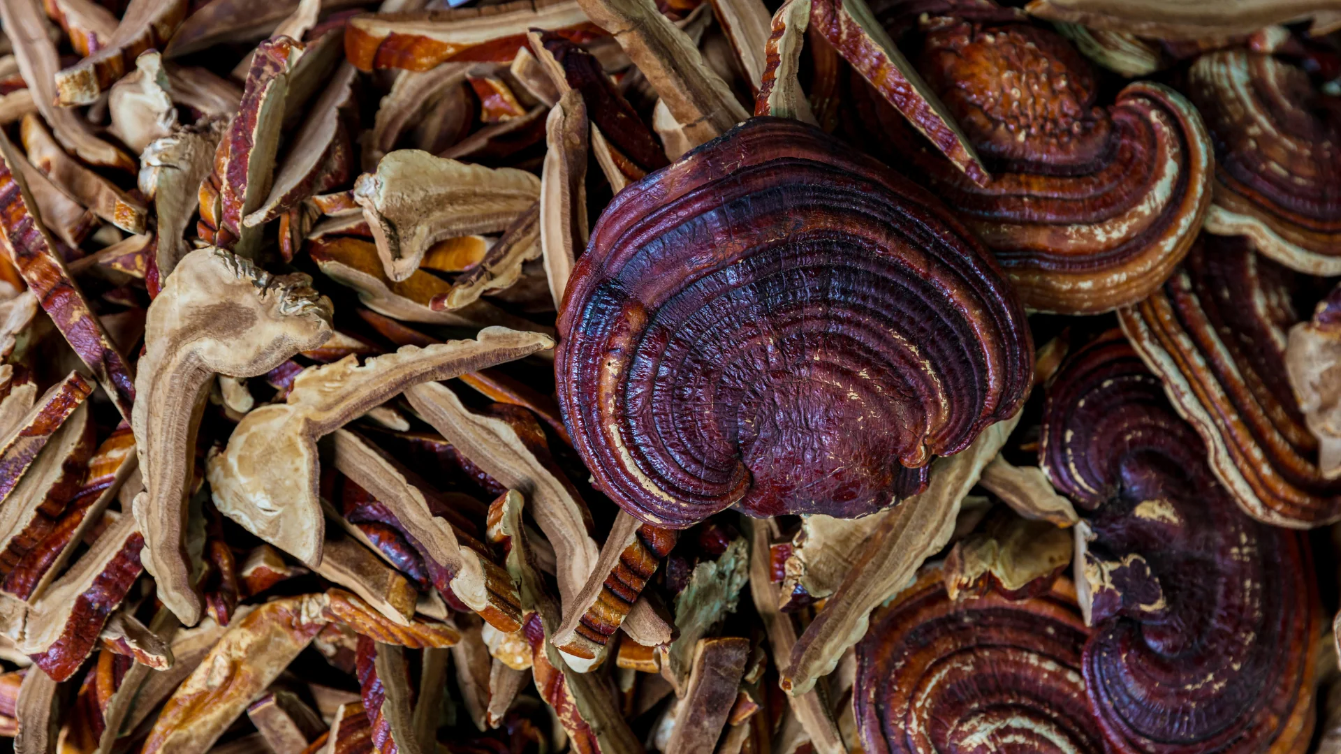 The Shroomy Temple | Wild Reishi Mushroom Tincture - Image 4