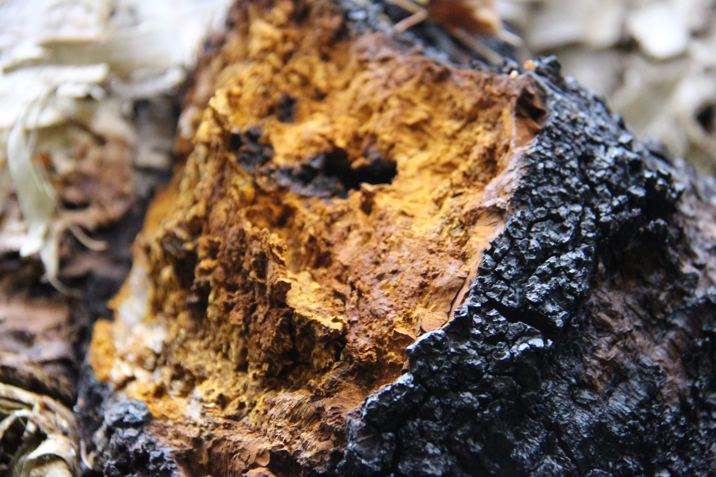 Sustainably Wild Harvested Chaga Mushroom Tea - Image 5