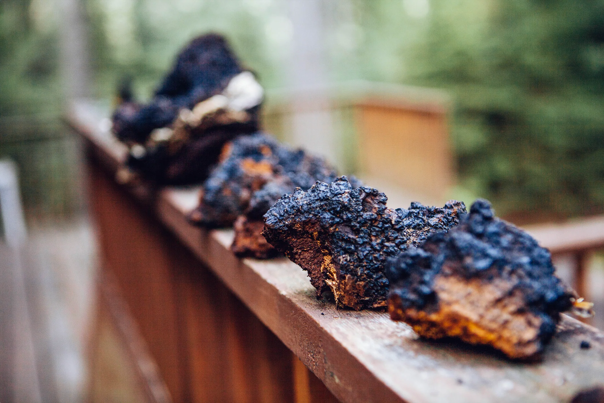 Sustainably Wild Harvested Chaga Mushroom Tea - Image 6