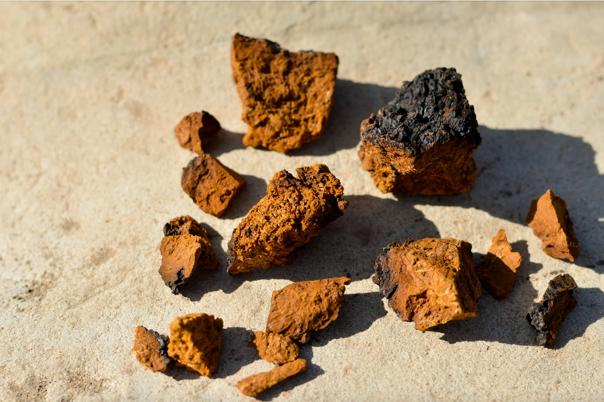 Sustainably Wild Harvested Chaga Mushroom Tea - Image 8